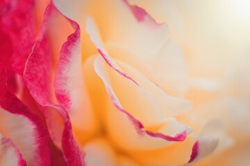 Abstract floral background. Multicolor rose cultivar macro photo.