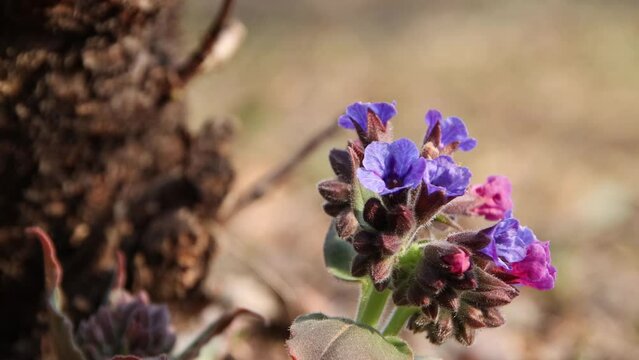Wild spring flowers Pulmonaria obscura or Lungwort close-up