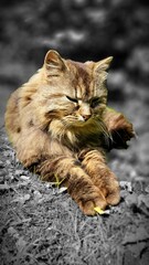 wallpaper for mobile phone, vertical, nature, animals, plants, flowers, flowering, roses, relaxation, meditation, spring, summer, rest, gardening, park, garden, sky, cats, birds, swans, peacock, duck