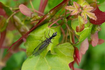 Kamelhalsfliege
