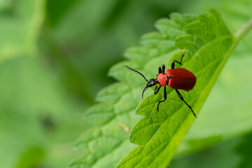 Nahaufnahme eines roten Feuerkäfers auf grünem Blatt
