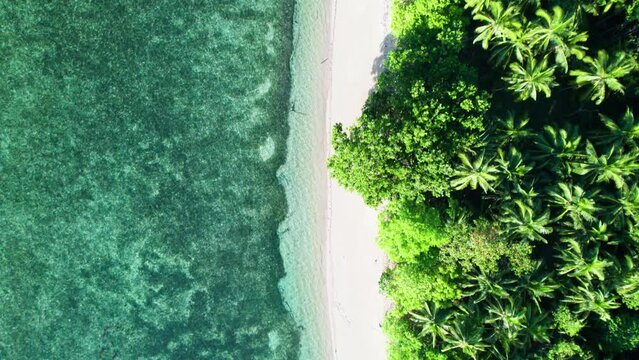 Les plages de Palawan aux Philippines, sont les plus sauvages et belles du monde. eau bleue turquoise, sable blanc et cocotiers un paradis pour les vacances &agrave; d&eacute;couvrir pour votre prochains voyage.