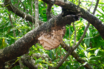 A hive of hornet or wasp which is built on the tree branch in rainforest jungle. Animal and wildlife photo.