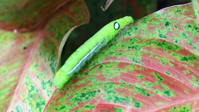 The caterpillar (green worm) is crawling on the leaf, fully grown caterpillar of Daphnis nerii or Oleander hawk moth or Army green moth.