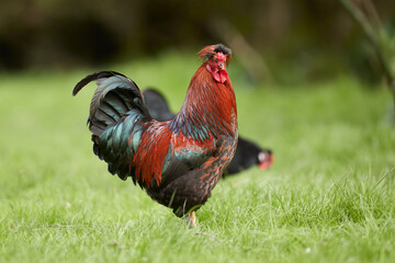 Red rooster in the field