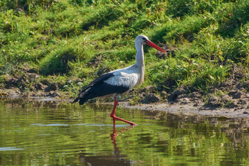 A white stork walks along the shore