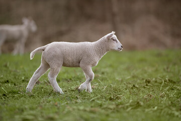 Naklejka na ściany i meble Cute white lamb in the field