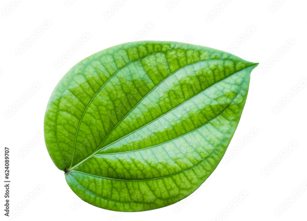 Wall mural isolated green pepper leaf on white background