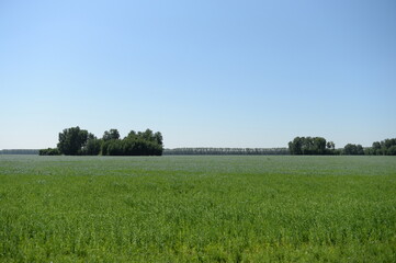 Altai expanses in July. Western Siberia