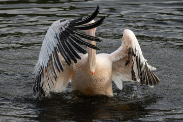 Pelikan różowy (Great white pelican, Eastern white pelican, Rosy pelican, Pelecanus onocrotalus)