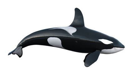 3d rendering of isolated orcas whale on a white background.
illustration of killer whale in 8k - side view