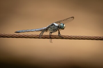 Blue Skimmer Dragonfly