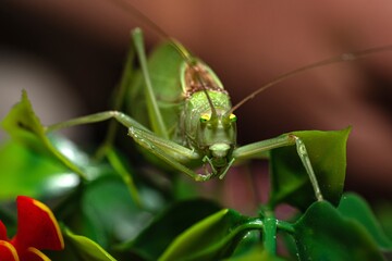 Alabama Katydid