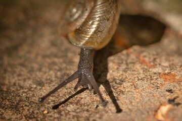 Alabama Slug