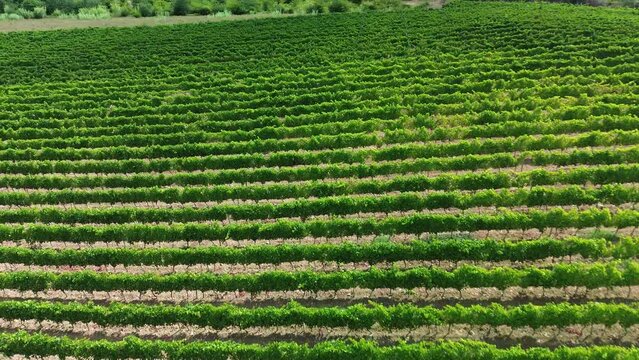 Vinhas na Primavera 