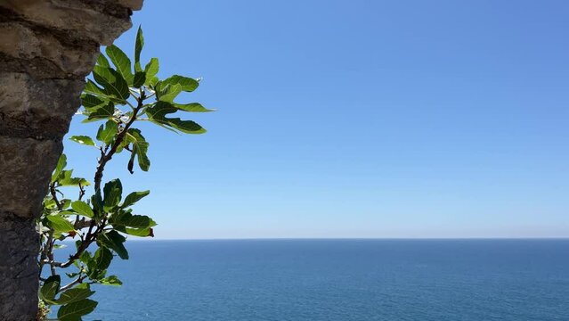 Fig tree on the sea shore against blue sky