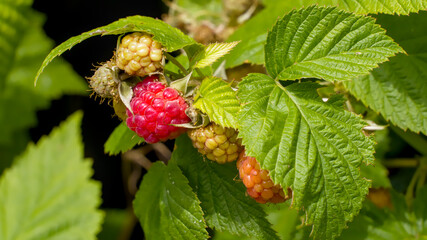 summer-ripening fruits on a raspberry bush in the garden