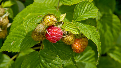 summer-ripening fruits on a raspberry bush in the garden