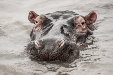 Adult Hippo submerging