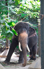 A beautiful elephant in kerala