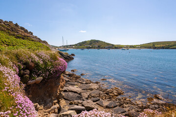 Yachts at anchor in New Grimsby Sound between Tresco and Bryher, Isles of Scilly, UK on a calm Summer's day.  Pink thrift in the foreground