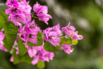 bougainvillea flower on the tree