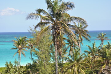 Palmenparadies: Die tropischen Palmen vor dem türkisfarbenen Meer der Bahamas