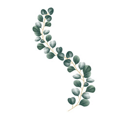 watercolor eucalyptus vines on a white background..Isolated