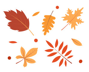 Autumn leaves set. Elements for design isolated on white background.