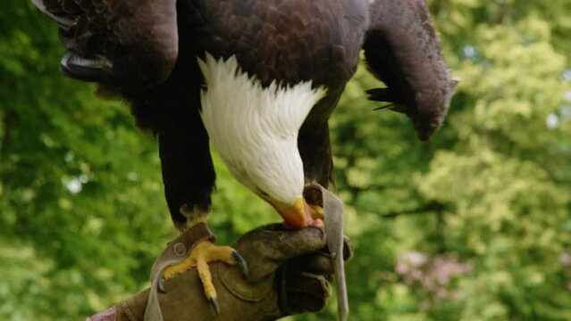 Bald eagle lands on trainers glove and eats a chicken