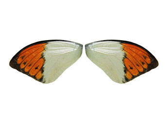 Fototapeta na wymiar White and orange colored butterfly wings on transparent background