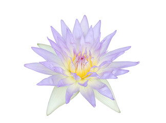 Violet water lily on transparent background. (PNG File)