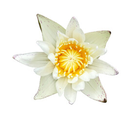 White water lily on transparent background. (PNG File)