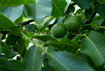 Green walnuts on a branch among green leaves, close-up.