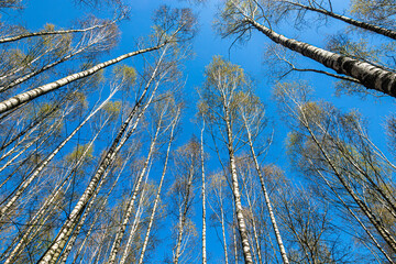 Bottom view of the birch crowns against the blue sky,