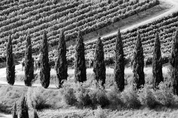 Zeitlose Schönheit: Toskanische Weinberge im Chianti - Verträumte Zypressen in Schwarzweiß