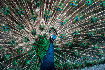 Naklejka premium Deployed feather tail of a peacock
