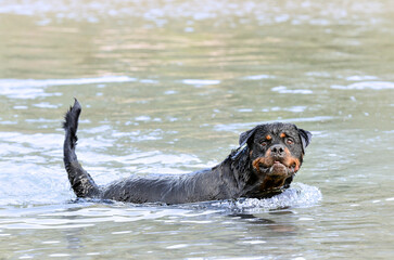Fototapeta premium rottweiler swimming in river