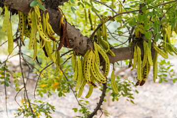  Carobs ripening on the tree.
