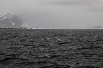 Sailing the Lemaire Chanel Antartic Peninsula