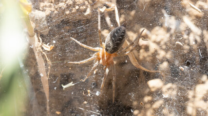 Close-up of Agelena labyrinthica beetle nest.