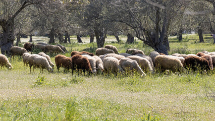 Herd of sheep among the trees. Taken outdoors in the sun.