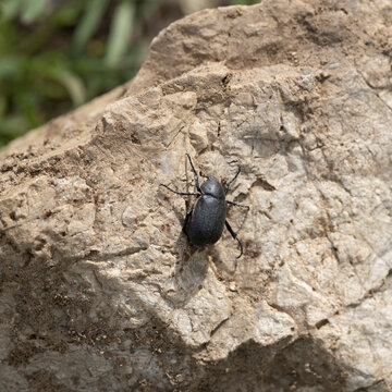 Close-up of Tenebrionidae beetle on stone.