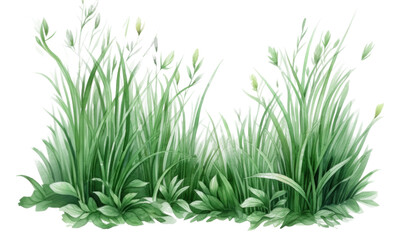 Hand drawn watercolor grass isolated.