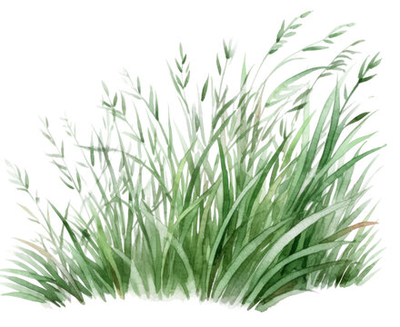 Hand drawn watercolor grass isolated.