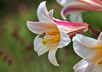 Fototapeta na wymiar Honey bee visiting white lily