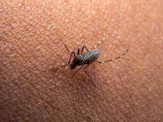 A small mosquito is sucking blood on human skin.