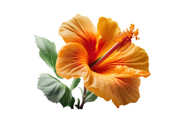 Beautiful orange color Hibiscus Rosa Sinensis flower. Vector illustration desing.
