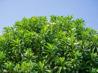 Photo of tree leaves against a blue sky background.