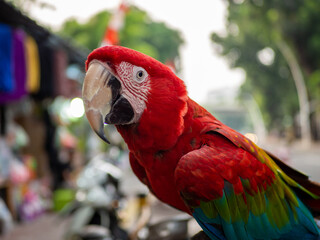 Red Macaw bird on a blurred background.